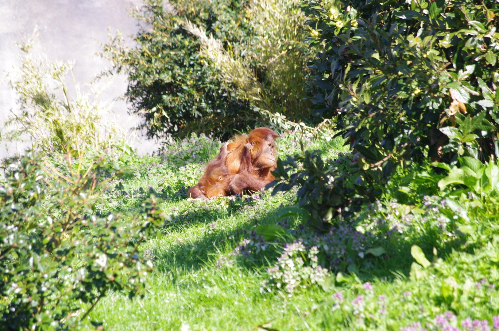 Sumatran Orangutan youngsters- Islands- 4/4/2023