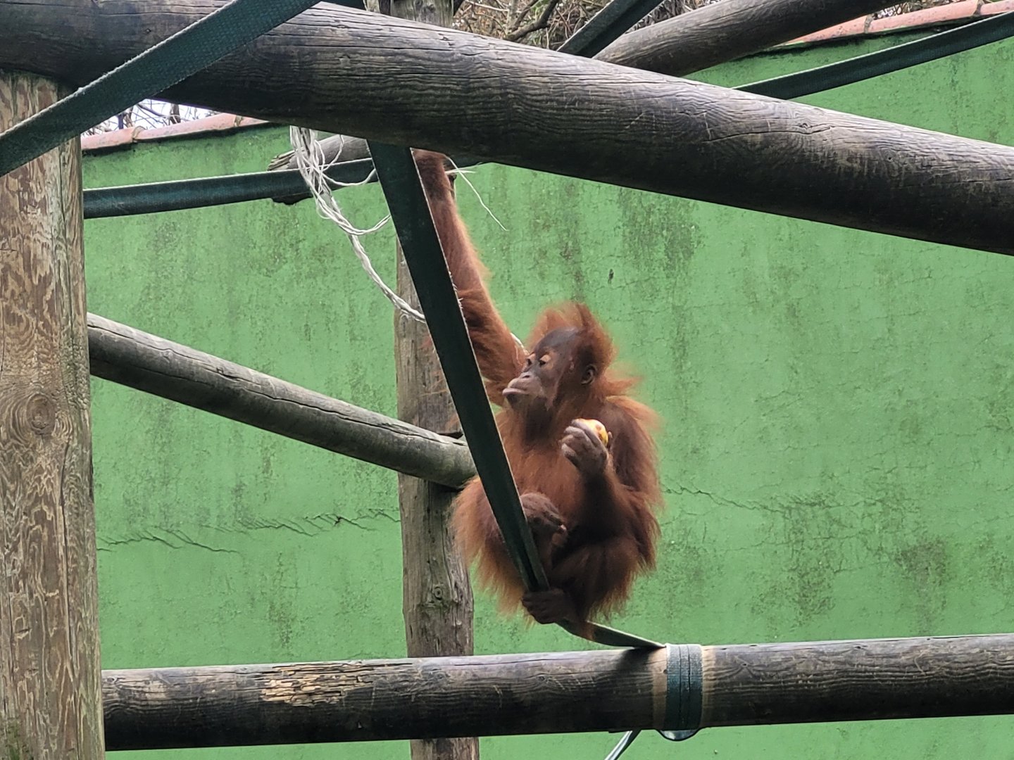 Sumatran orangutan -Zoo de Santillana del Mar (2023)