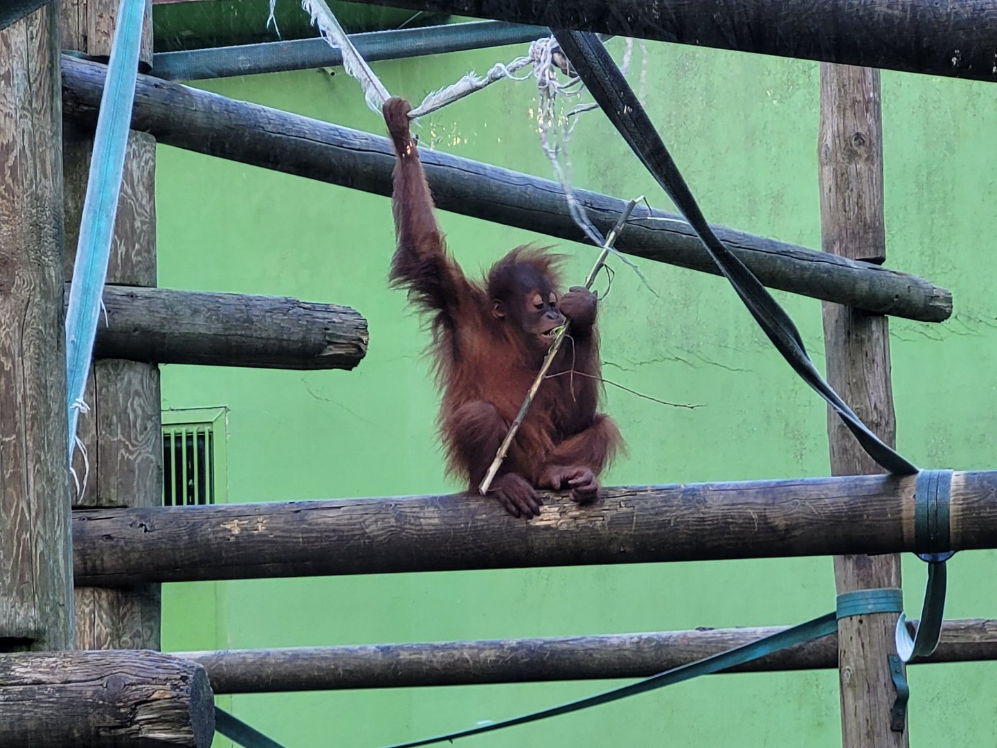 Sumatran orangutan -Zoo de Santillana del Mar (2023)