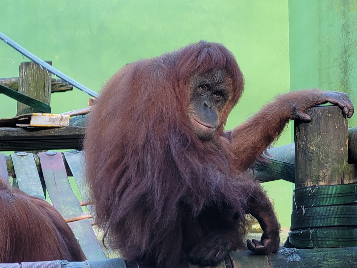 Sumatran orangutan -Zoo de Santillana del Mar (2023)