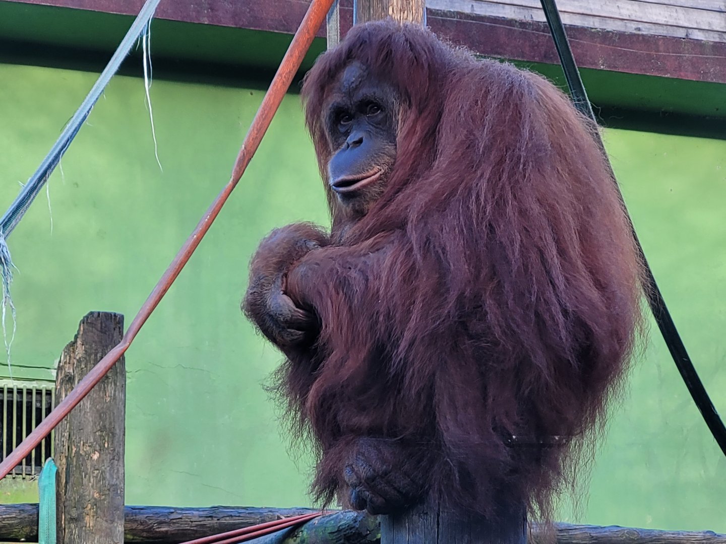 Sumatran orangutan -Zoo de Santillana del Mar (2023)