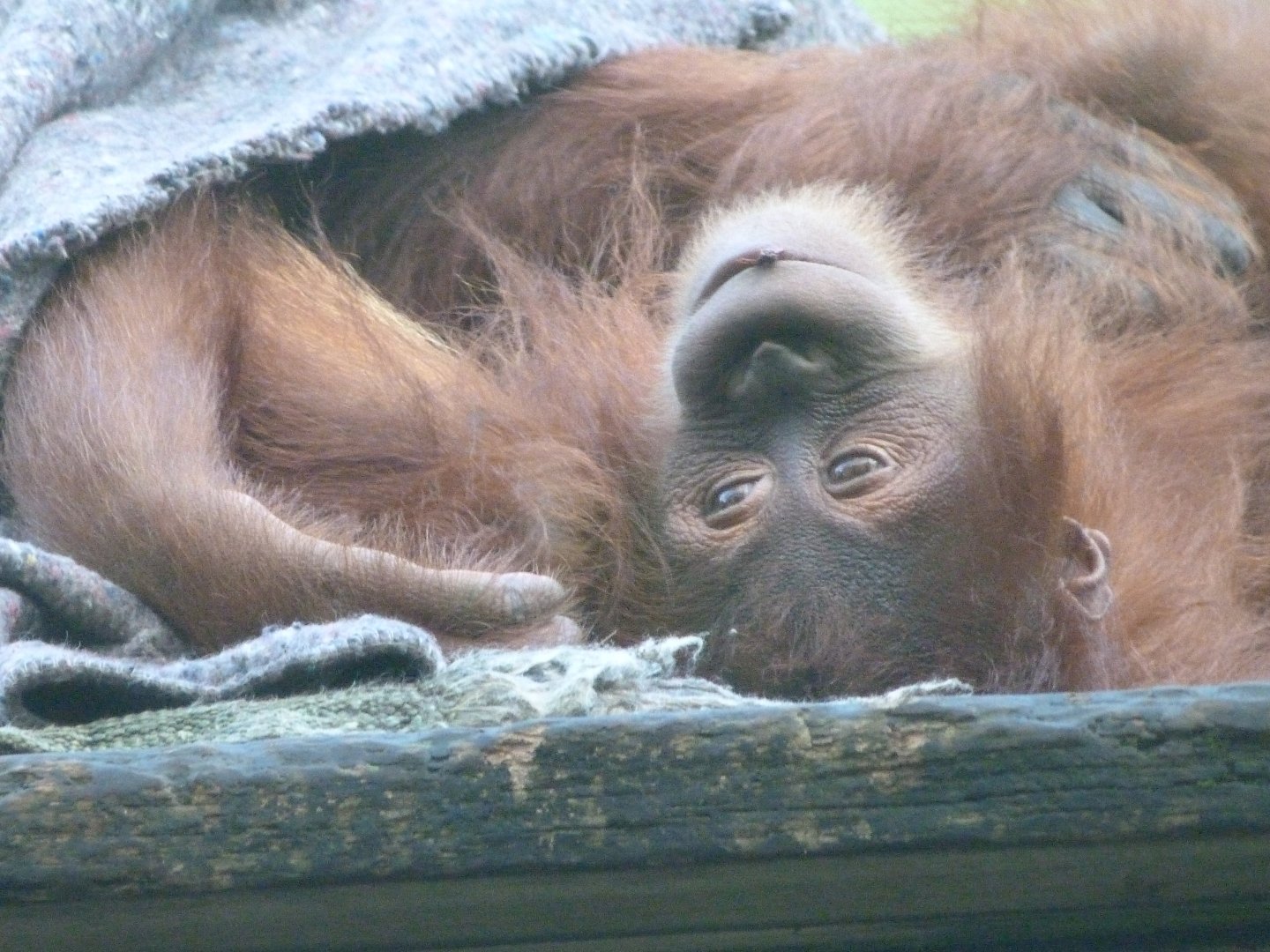 Sumatran orangutan -Zoo de Santillana del Mar (2024)