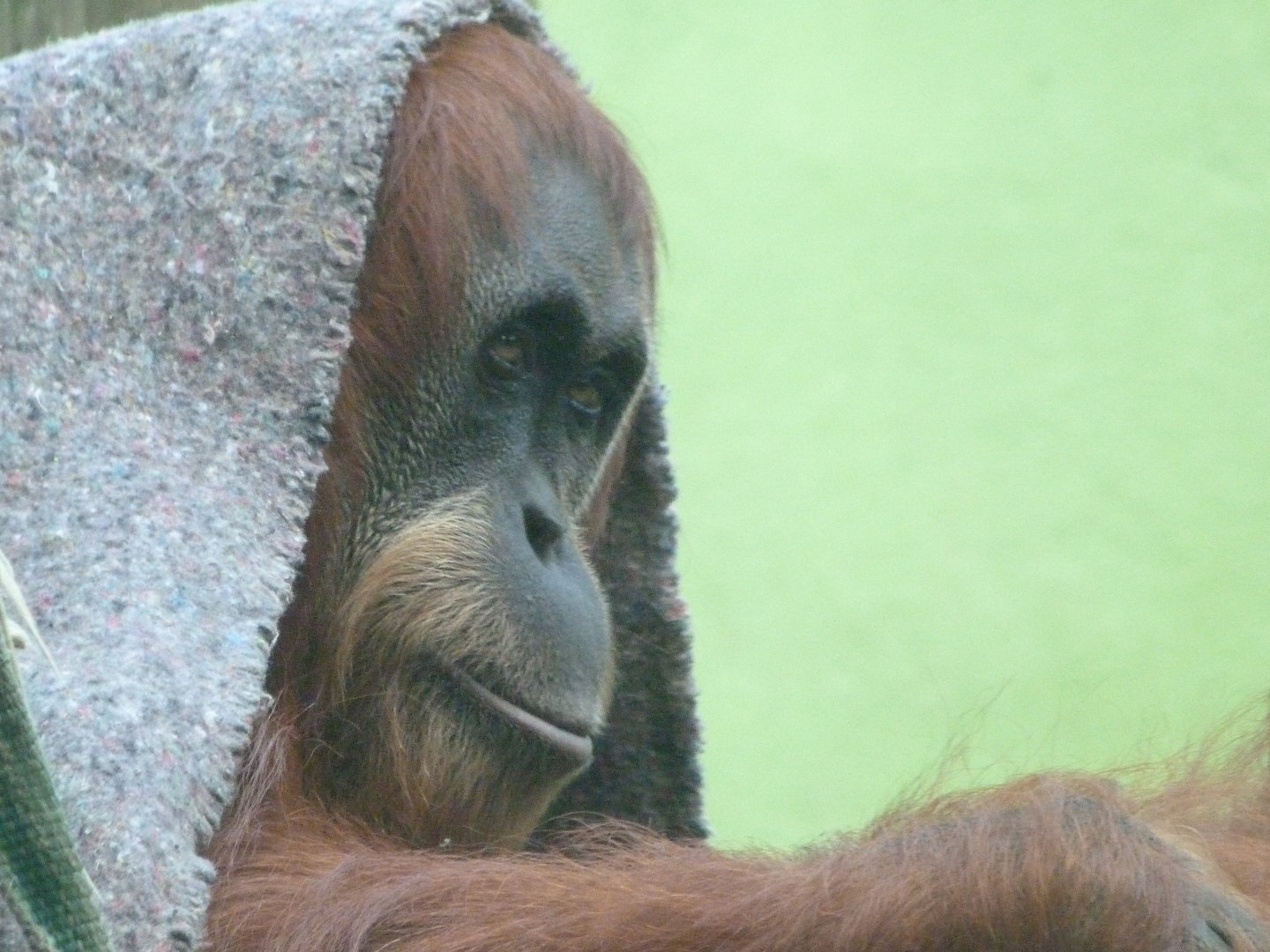 Sumatran orangutan -Zoo de Santillana del Mar (2024)