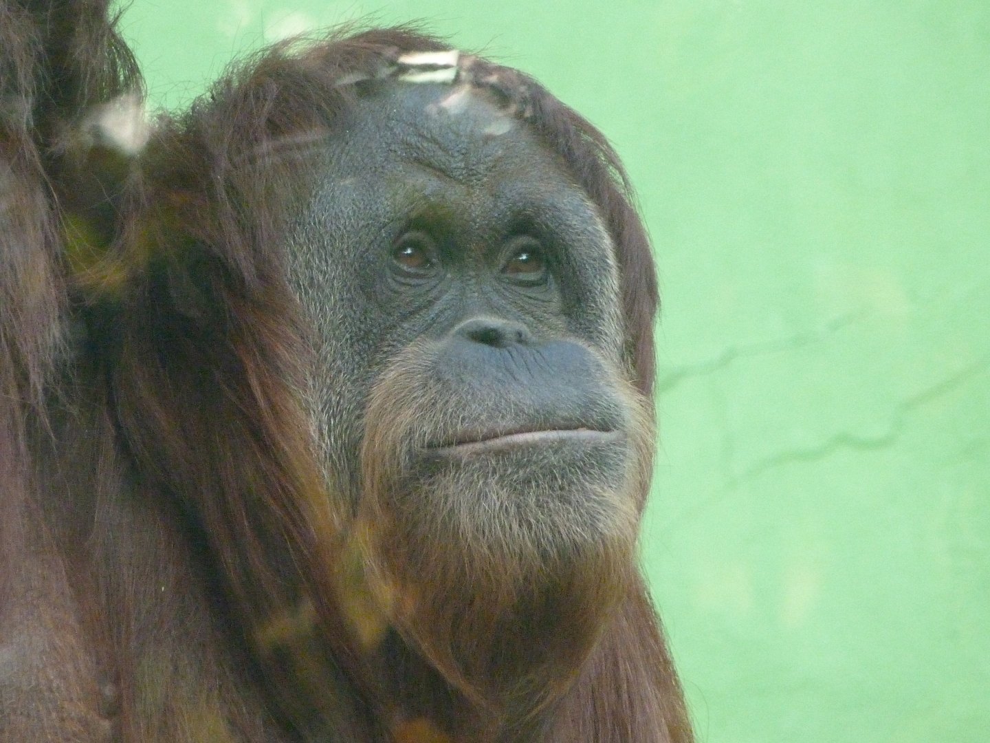 Sumatran orangutan -Zoo de Santillana del Mar (2024)