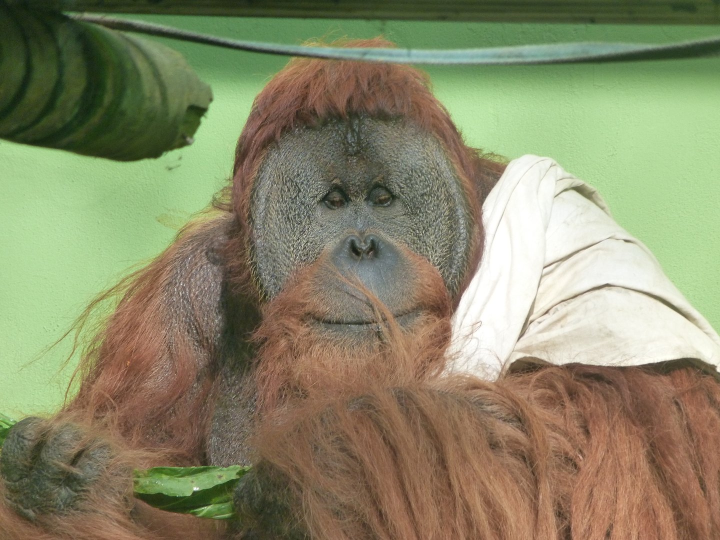 Sumatran orangutan -Zoo de Santillana del Mar (2024)