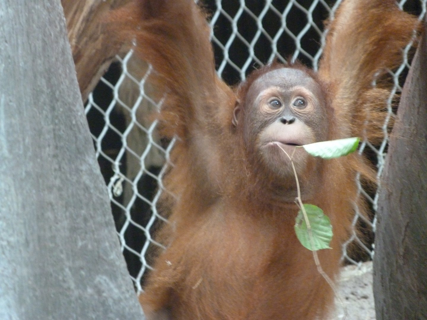 Sumatran orangutan -Zoo Praha (2025)