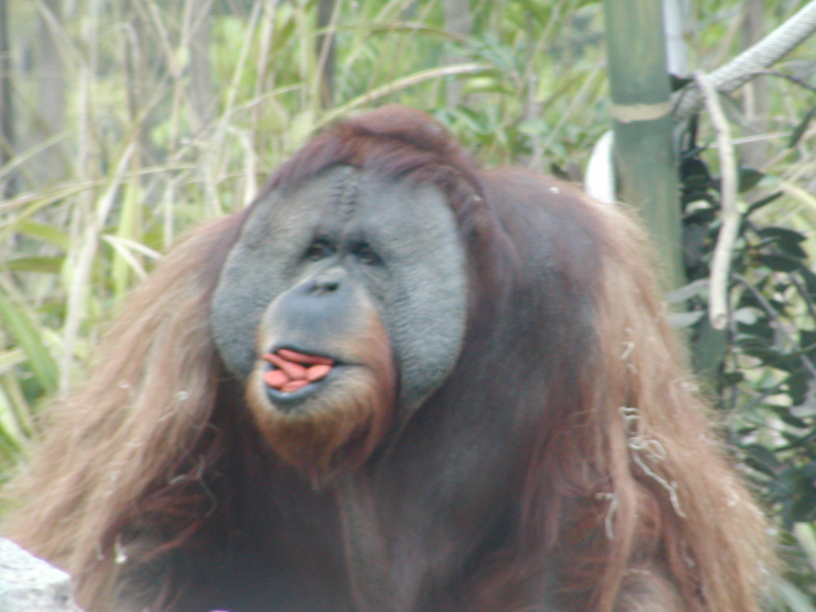 Sumatran Orangutan