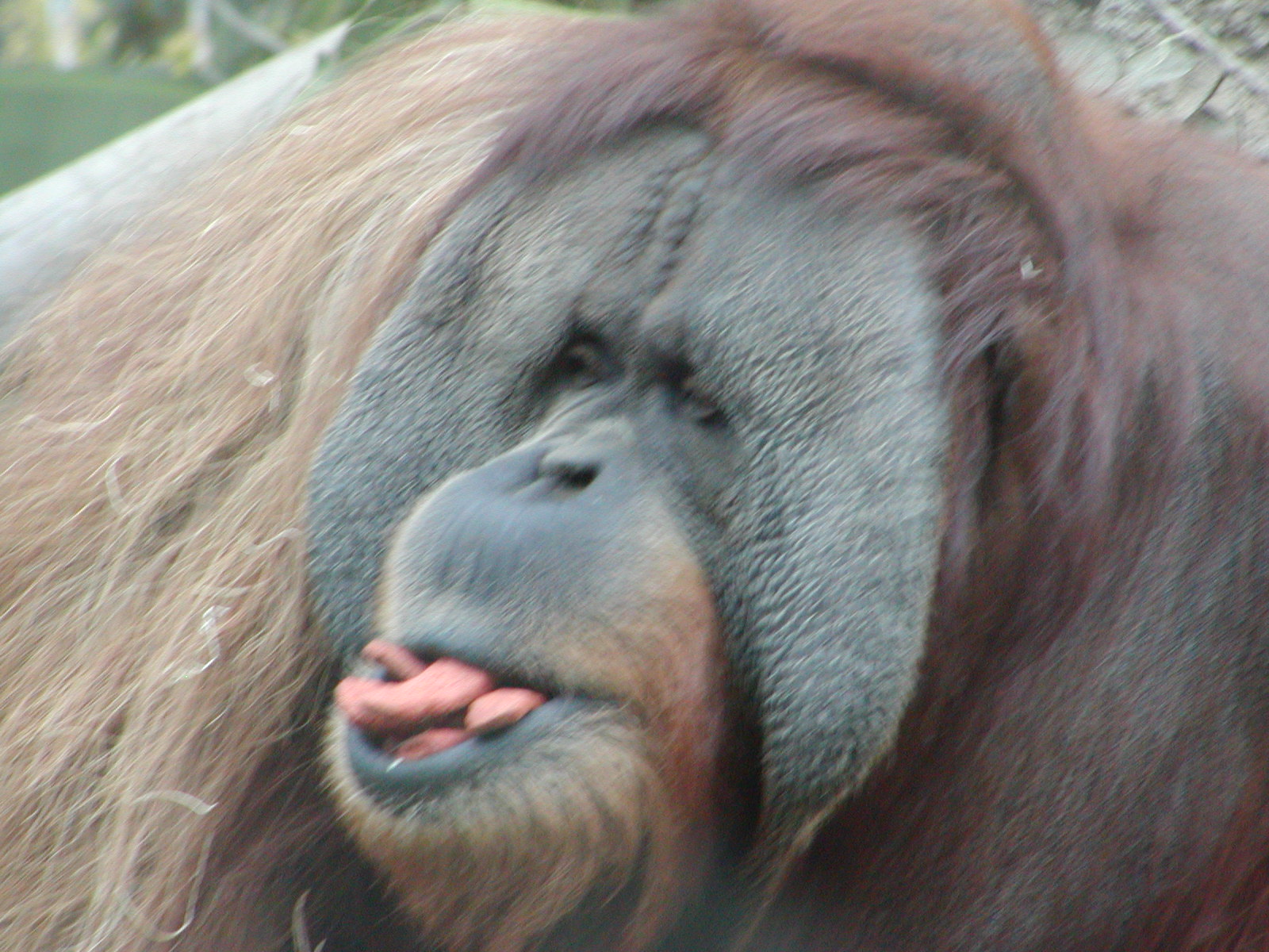 Sumatran Orangutan