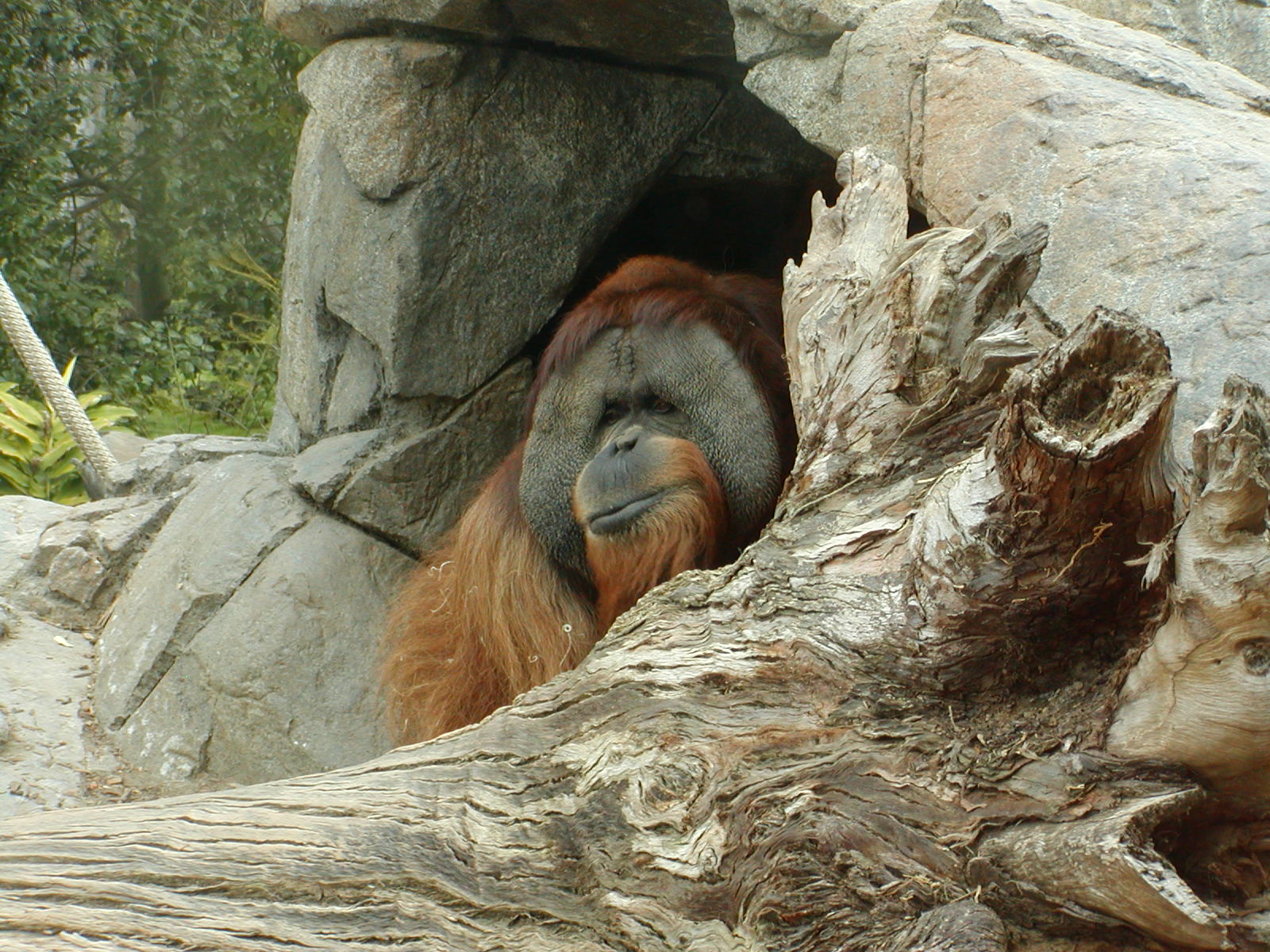 Sumatran Orangutan