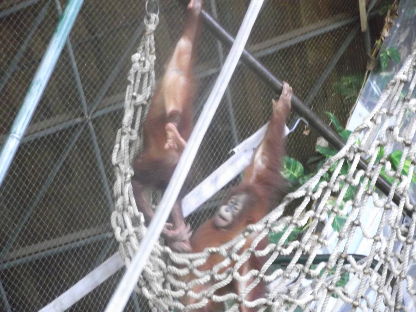 Sumatran Orangutan