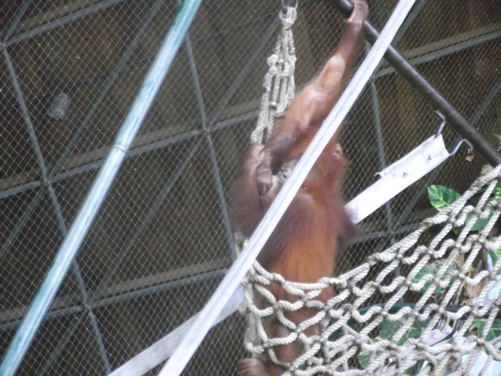 Sumatran Orangutan