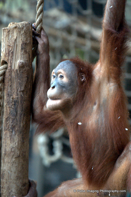 Sumatran orangutan