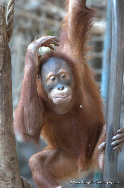 Sumatran orangutan