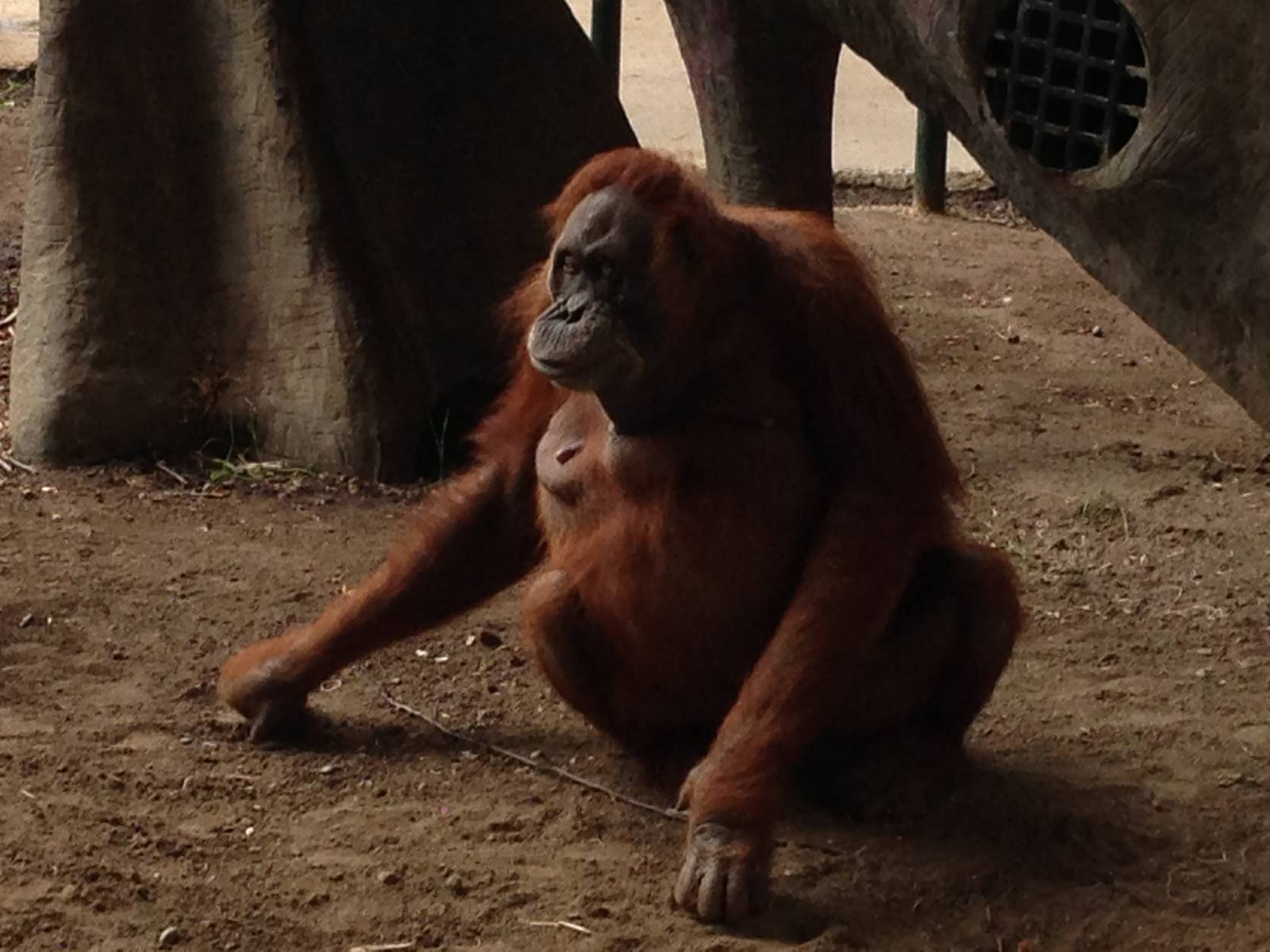Sumatran Orangutan