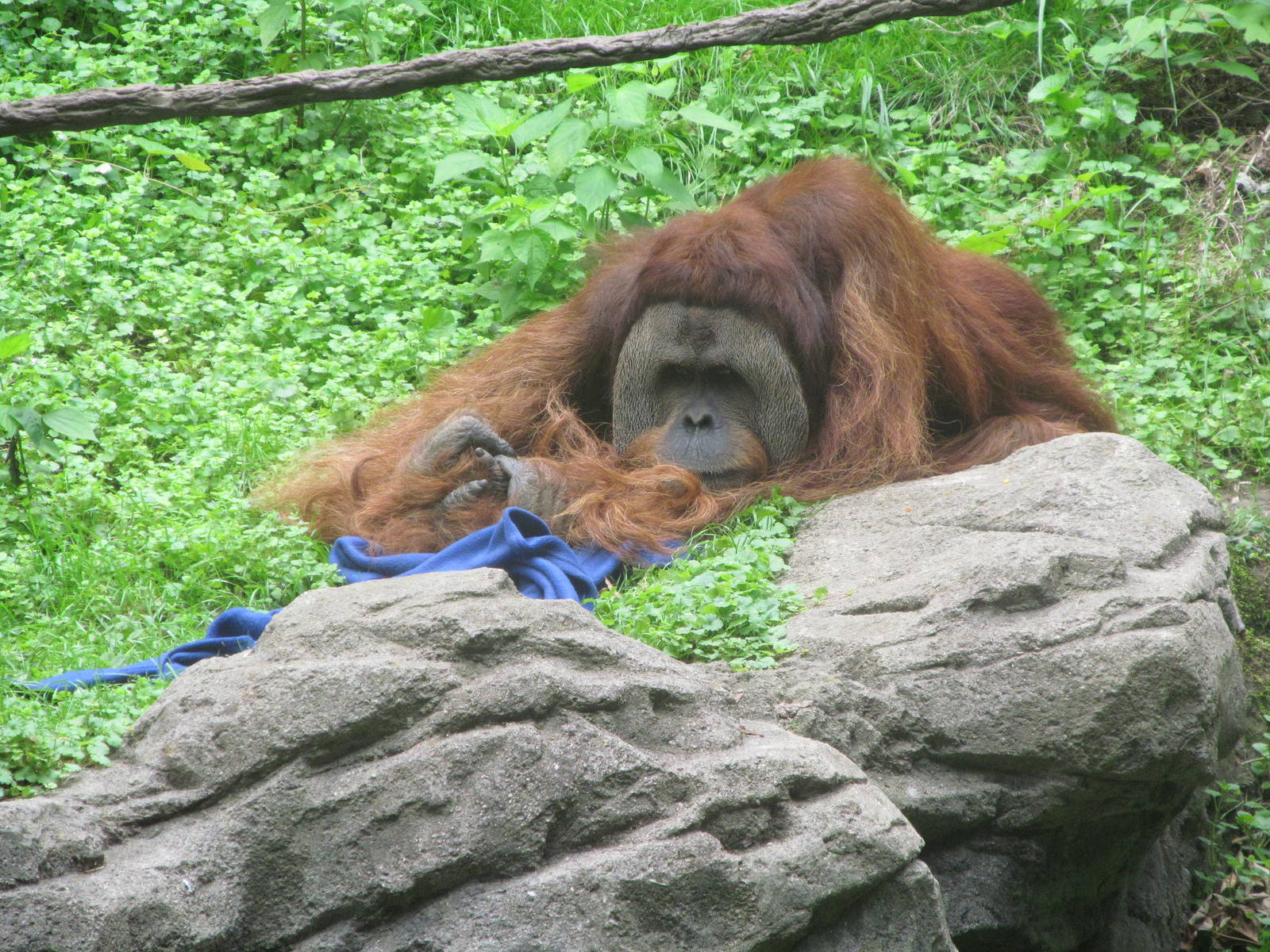 Sumatran Orangutan