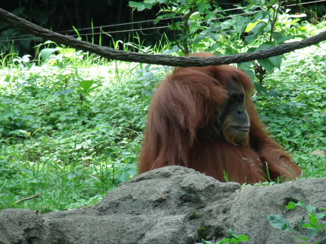 Sumatran Orangutan