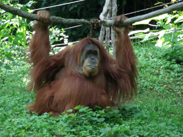 Sumatran Orangutan