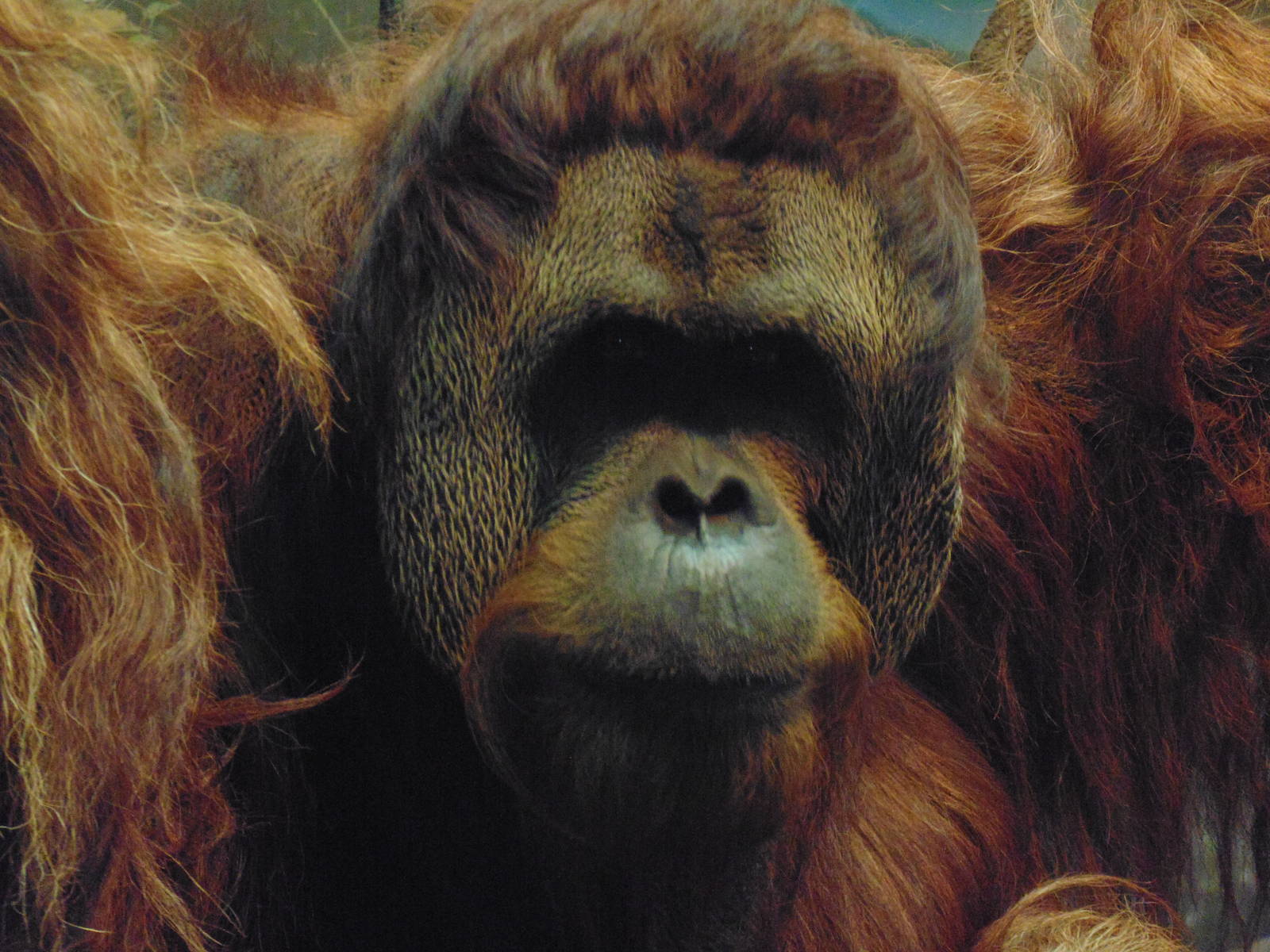Sumatran Orangutan