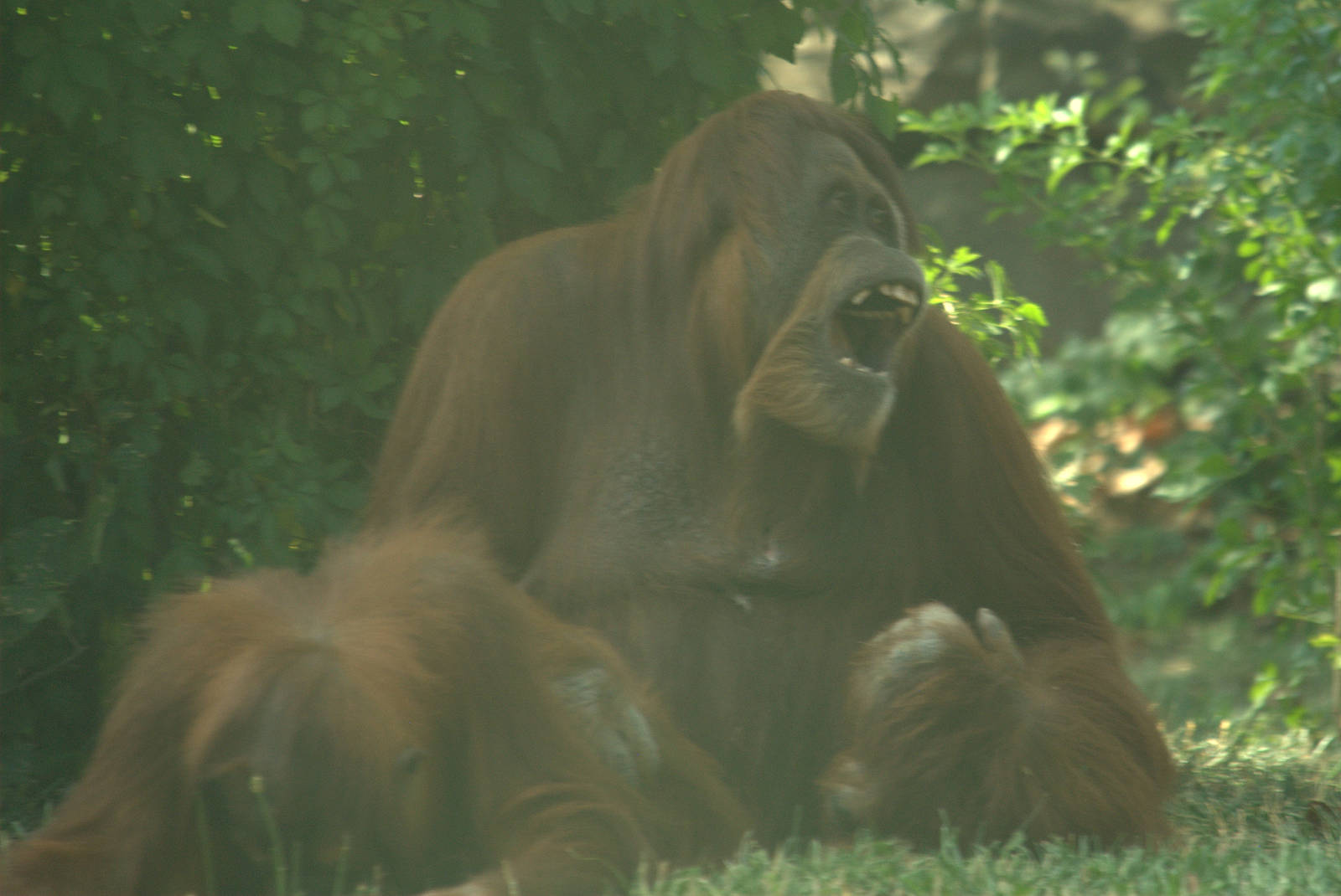 Sumatran Orangutan