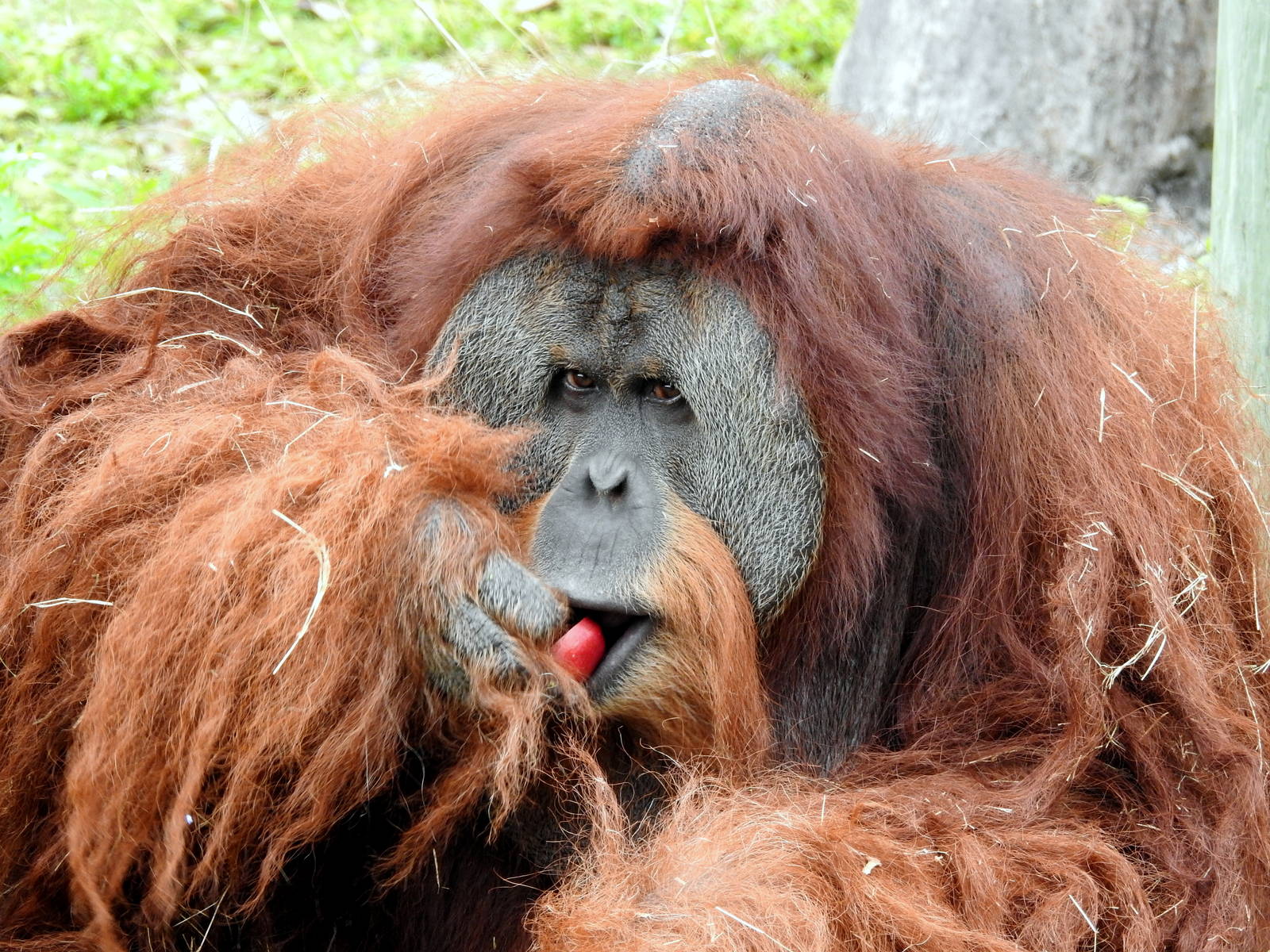 Sumatran Orangutan