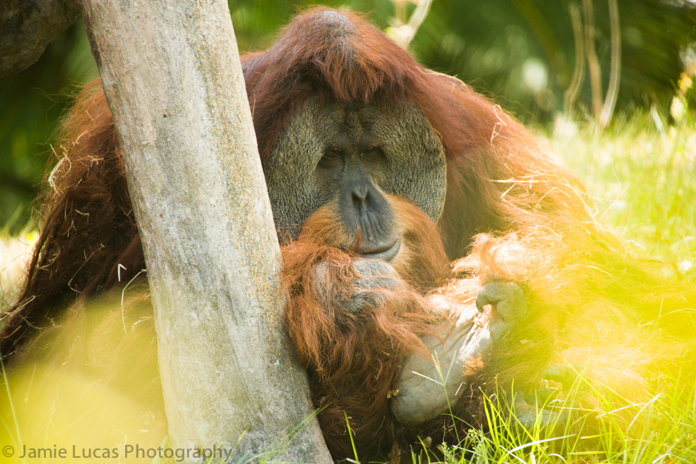 Sumatran Orangutan
