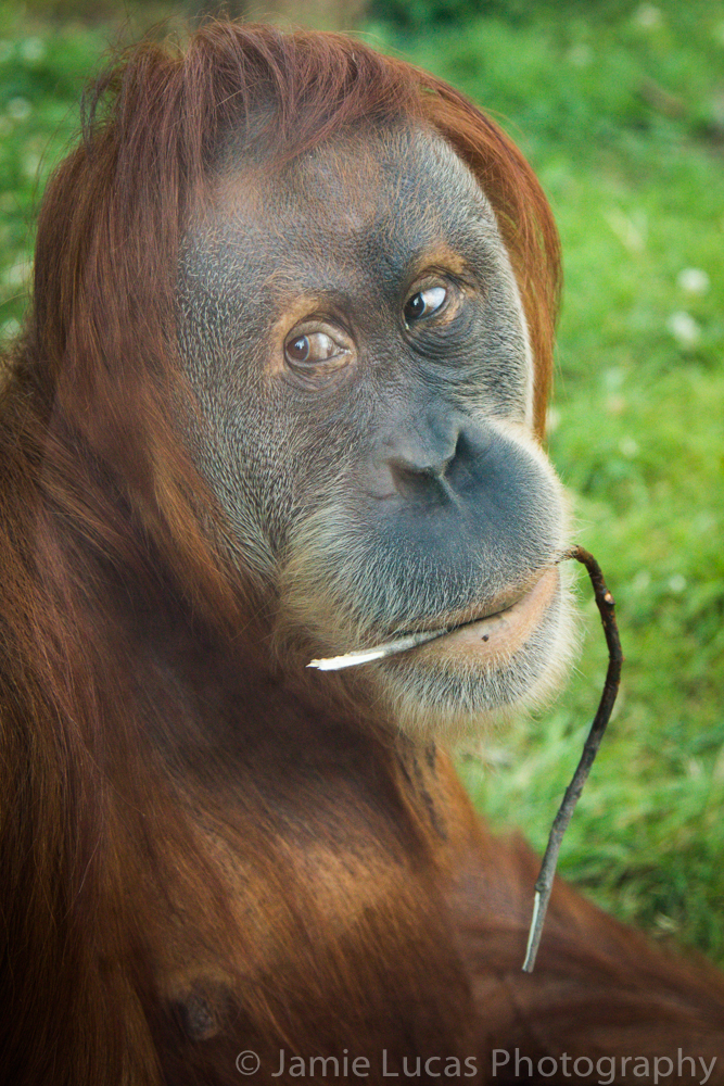 Sumatran Orangutan