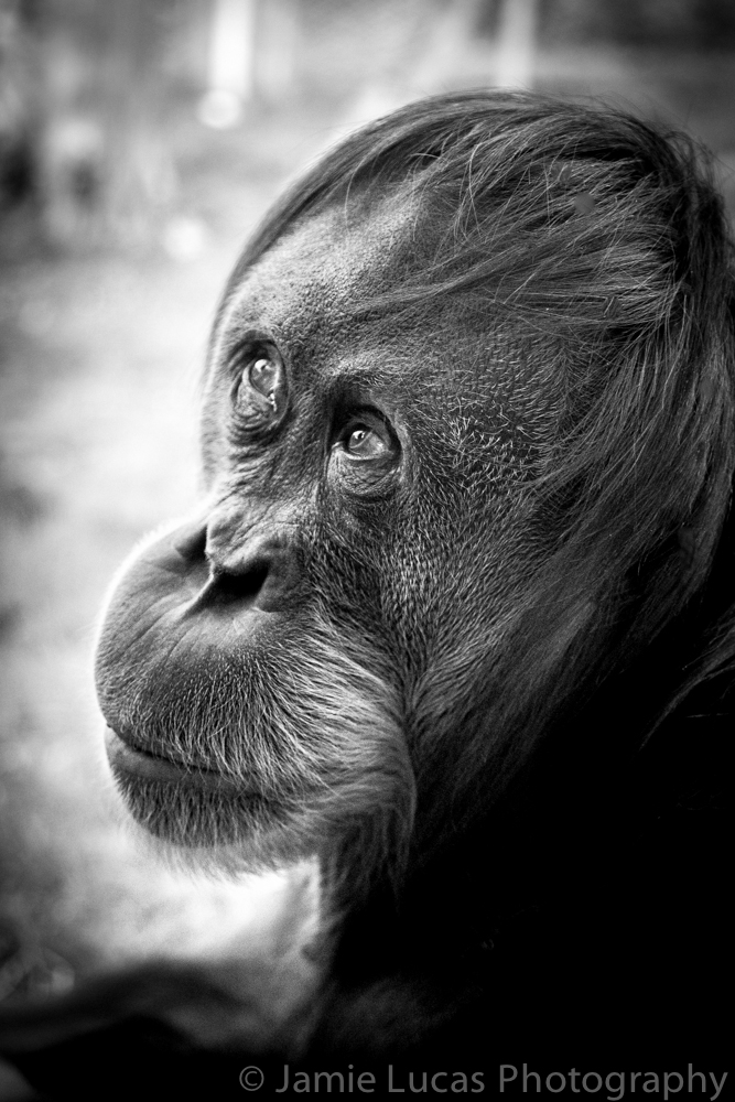 Sumatran Orangutan