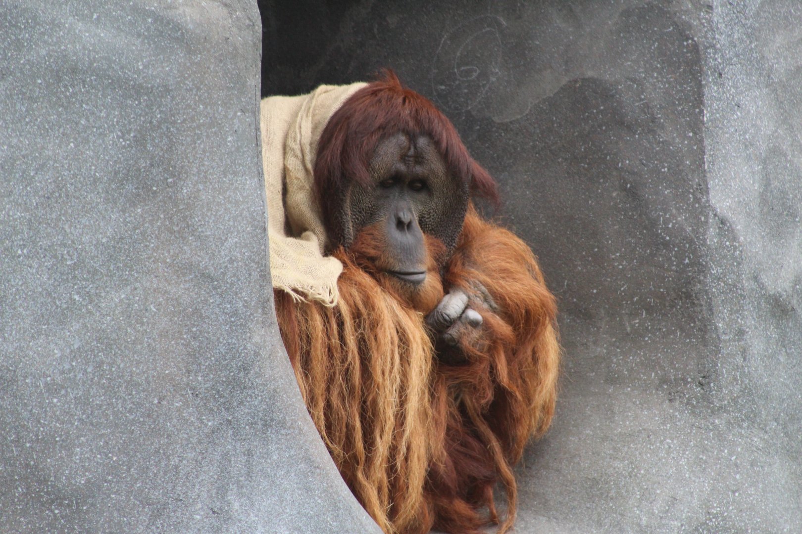 Sumatran Orangutan