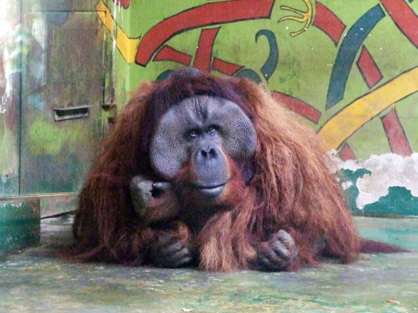 Sumatran? Orangutan