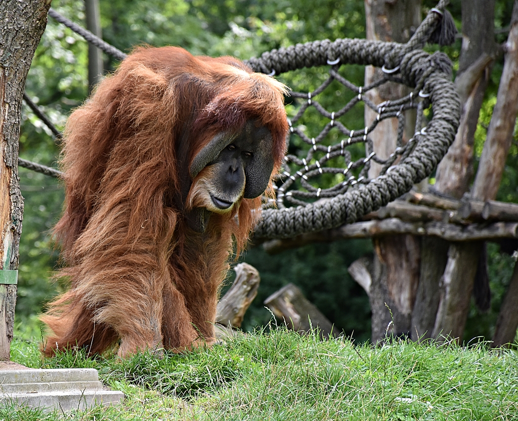 Sumatran orangutan