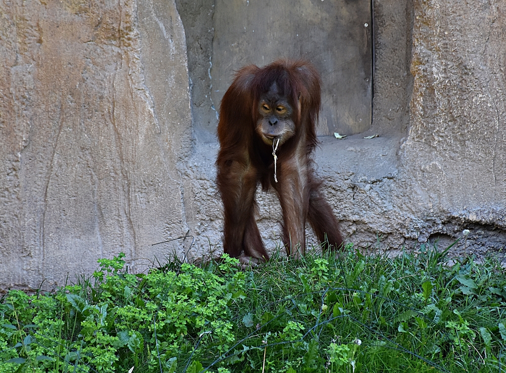 Sumatran orangutan