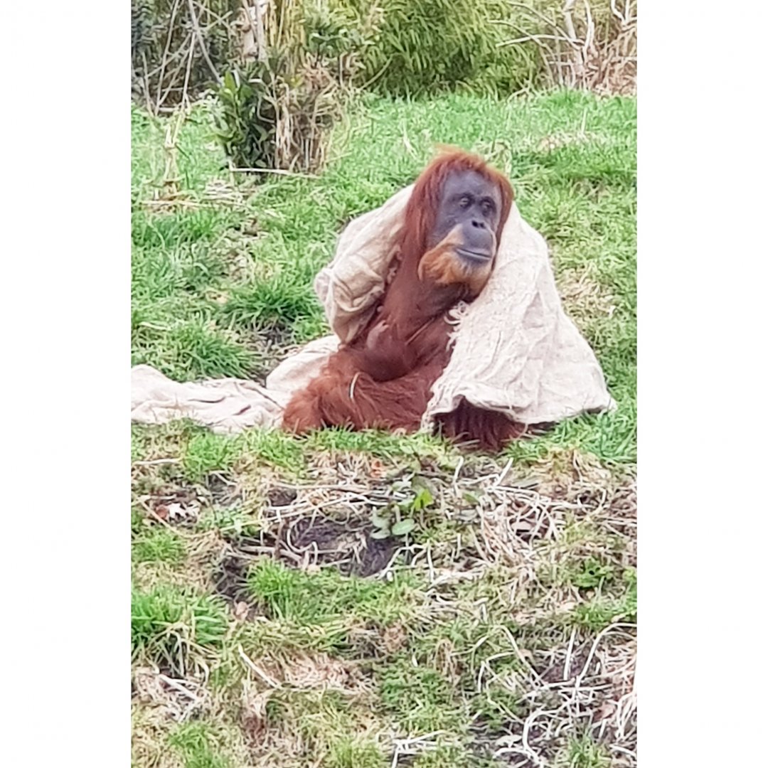 Sumatran Orangutan