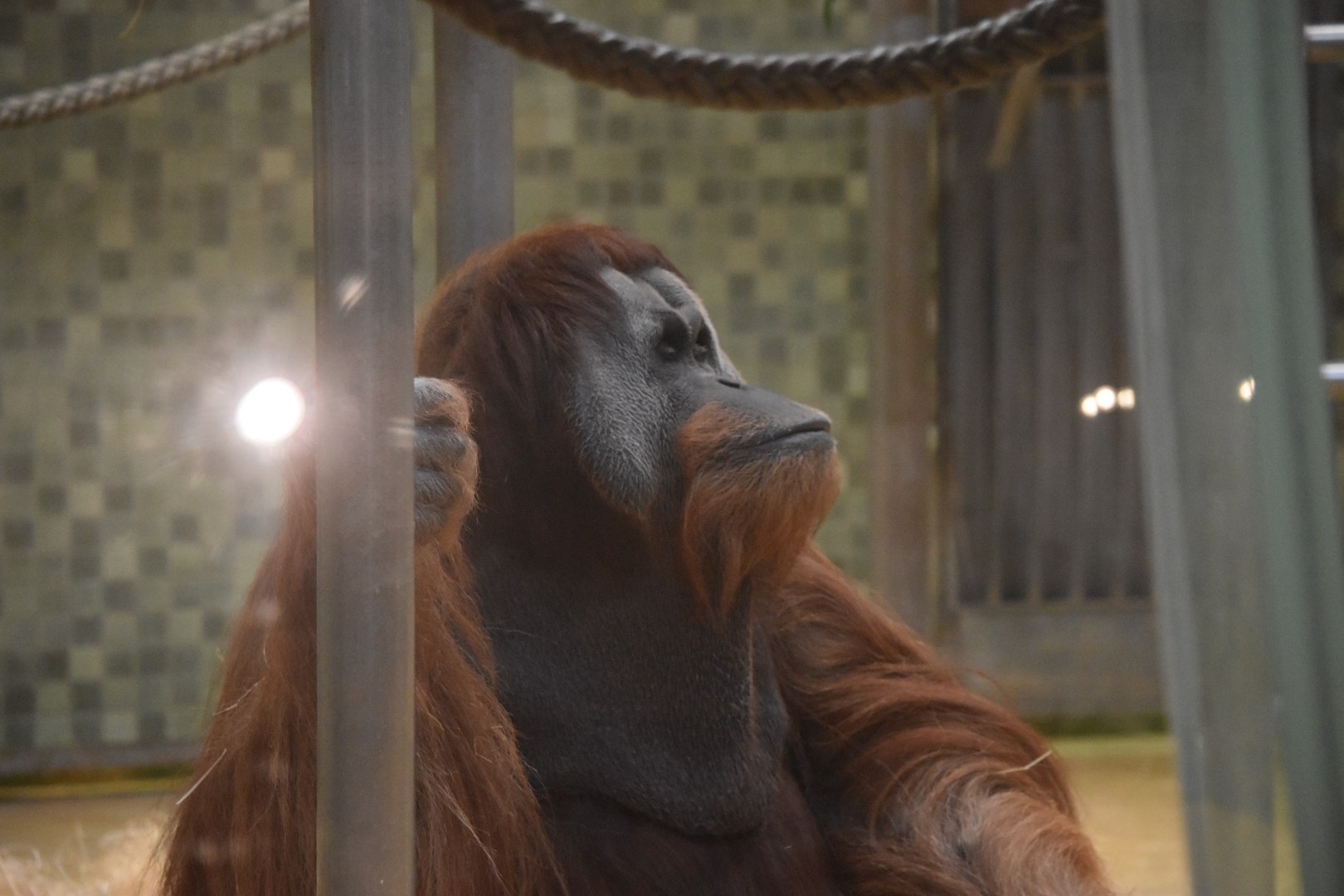 Sumatran orangutan