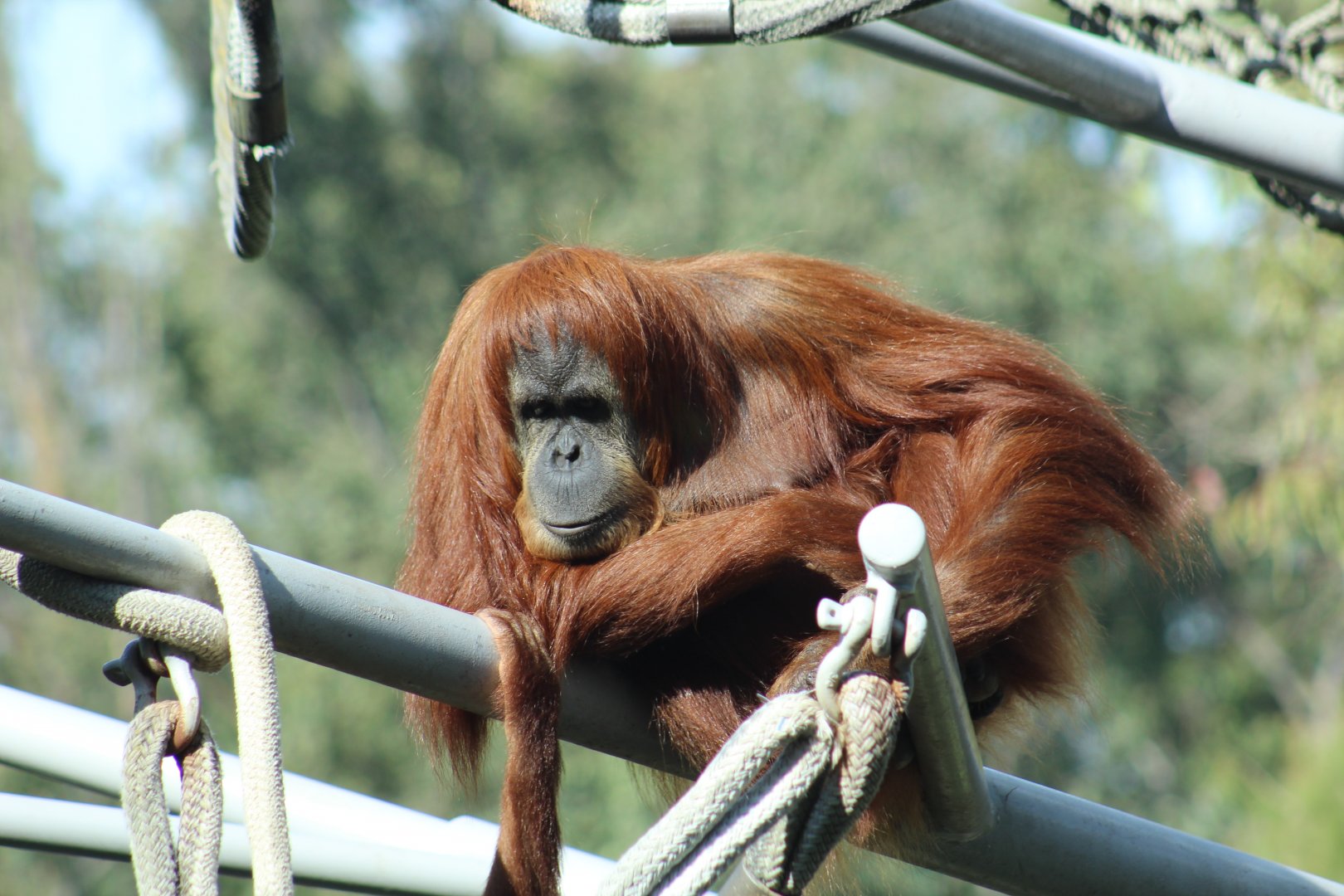 Sumatran Orangutan