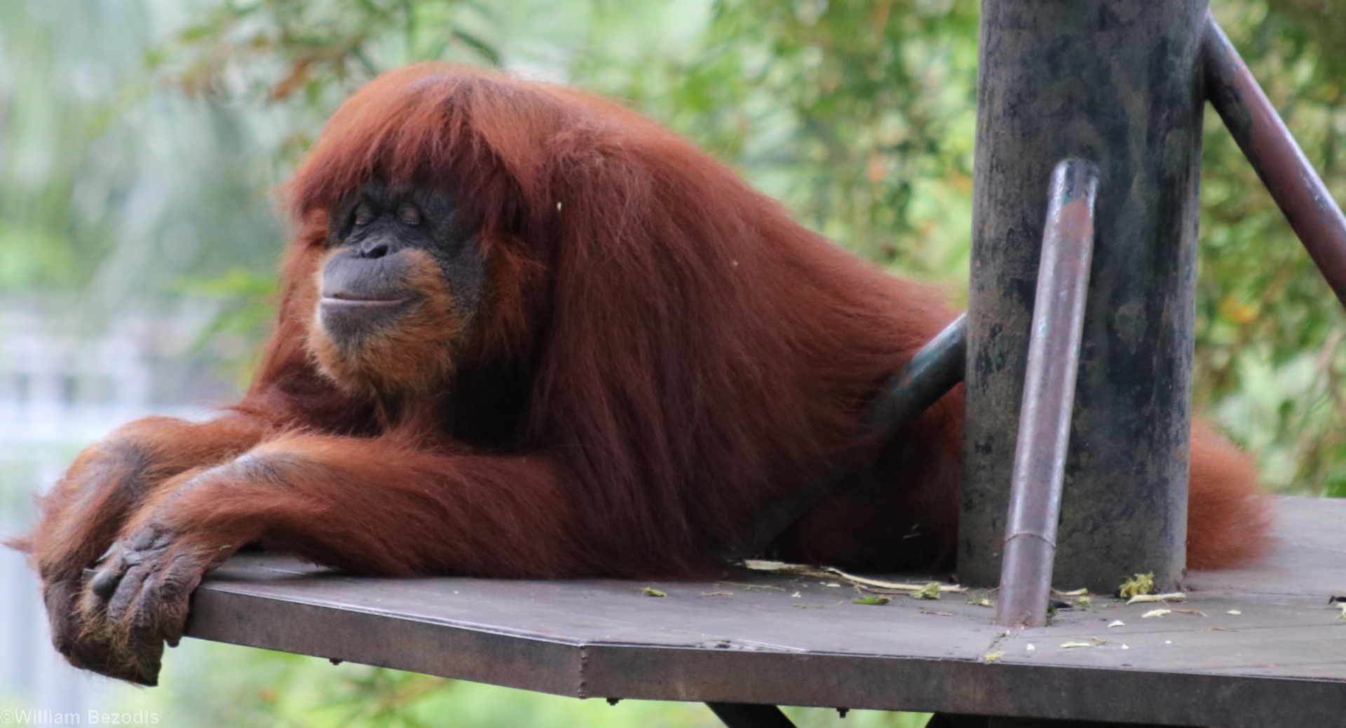 Sumatran Orangutan