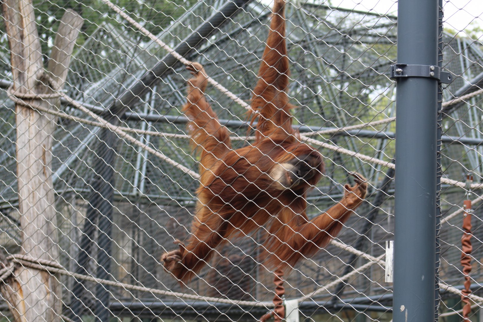 Sumatran Orangutan