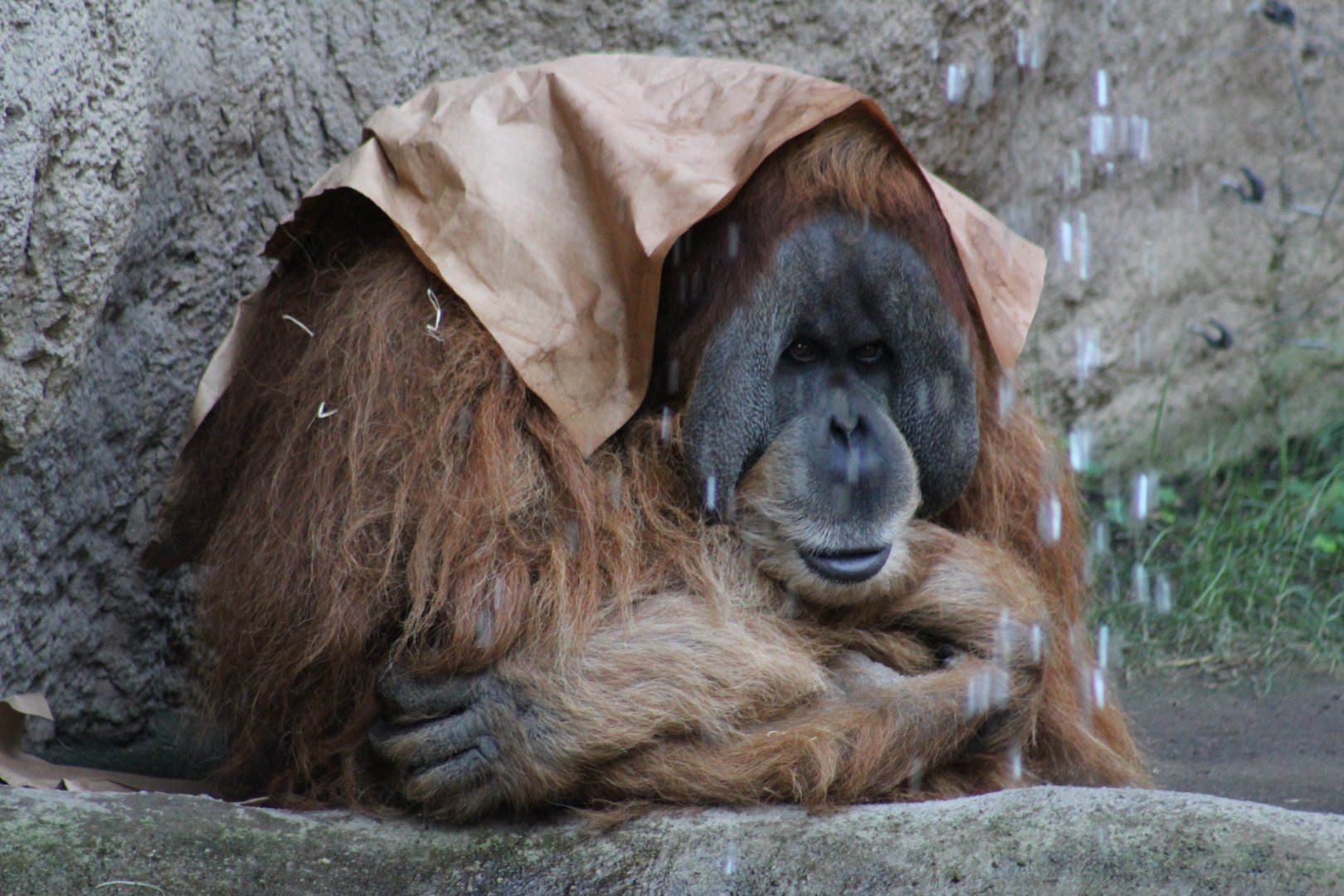 Sumatran Orangutan