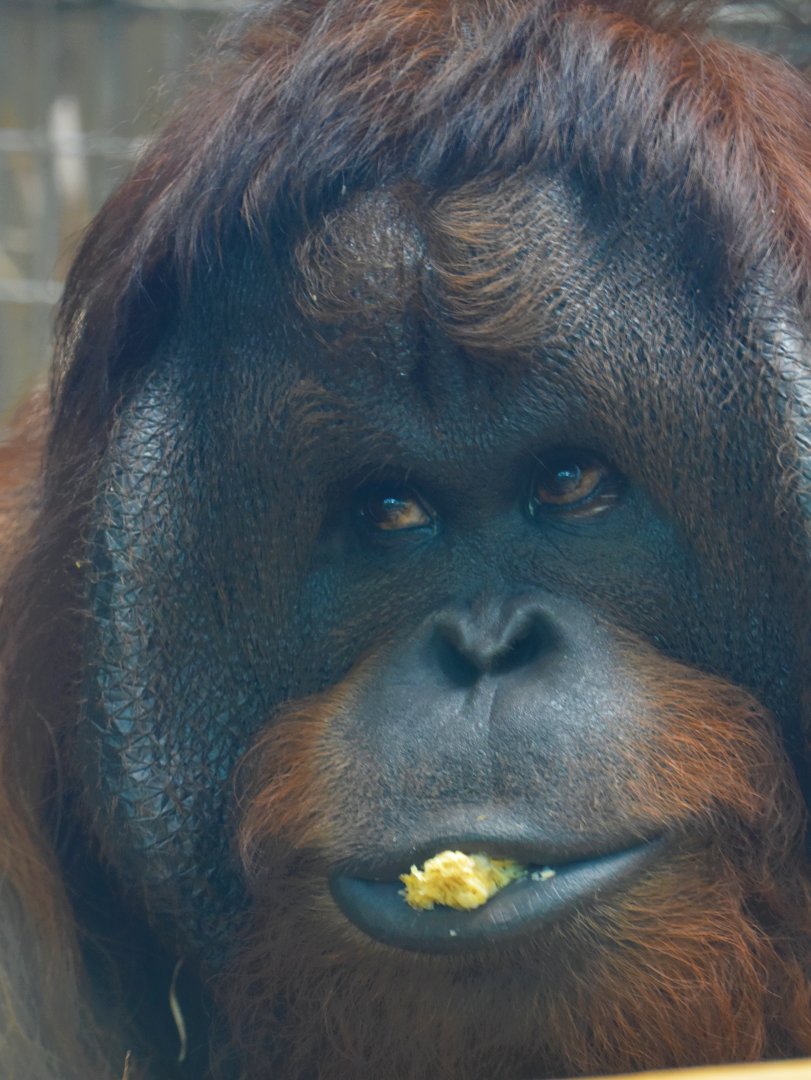 Sumatran orangutan