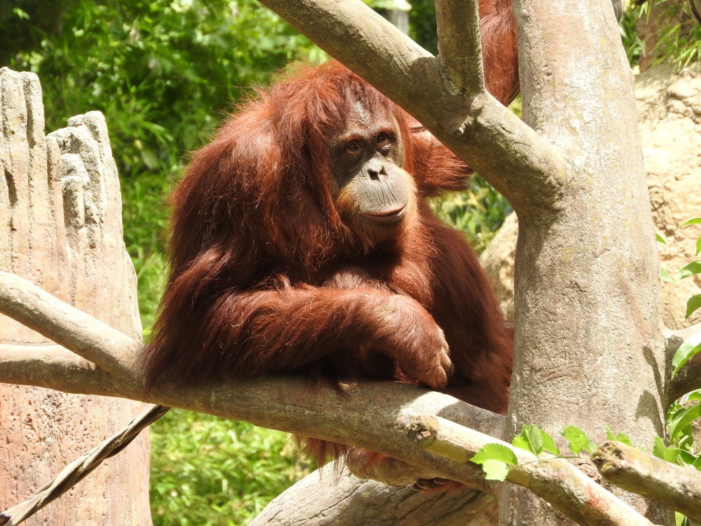 Sumatran Orangutan