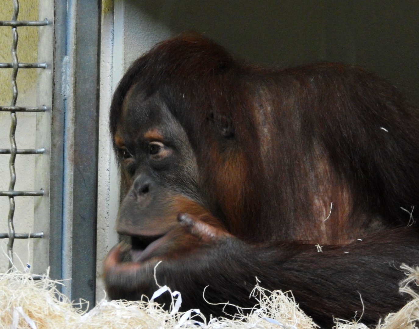 Sumatran Orangutan