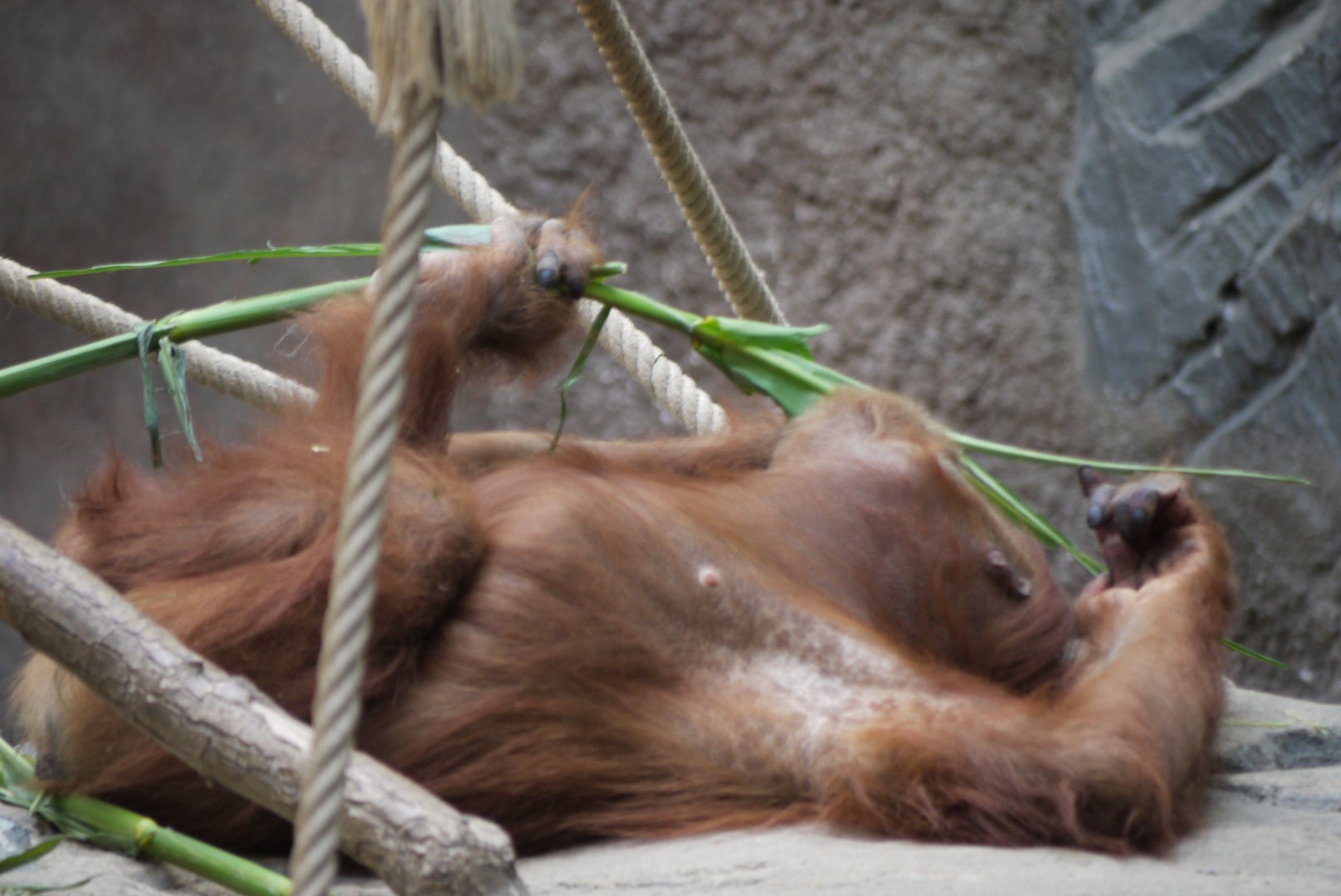 Sumatran Orangutan