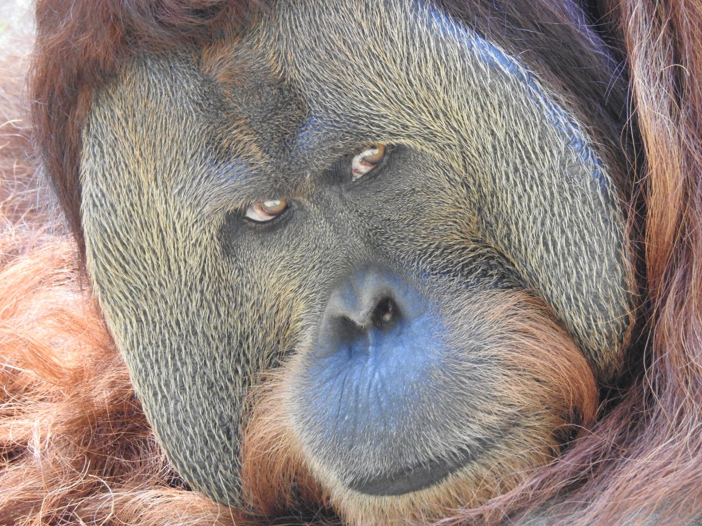 Sumatran Orangutan