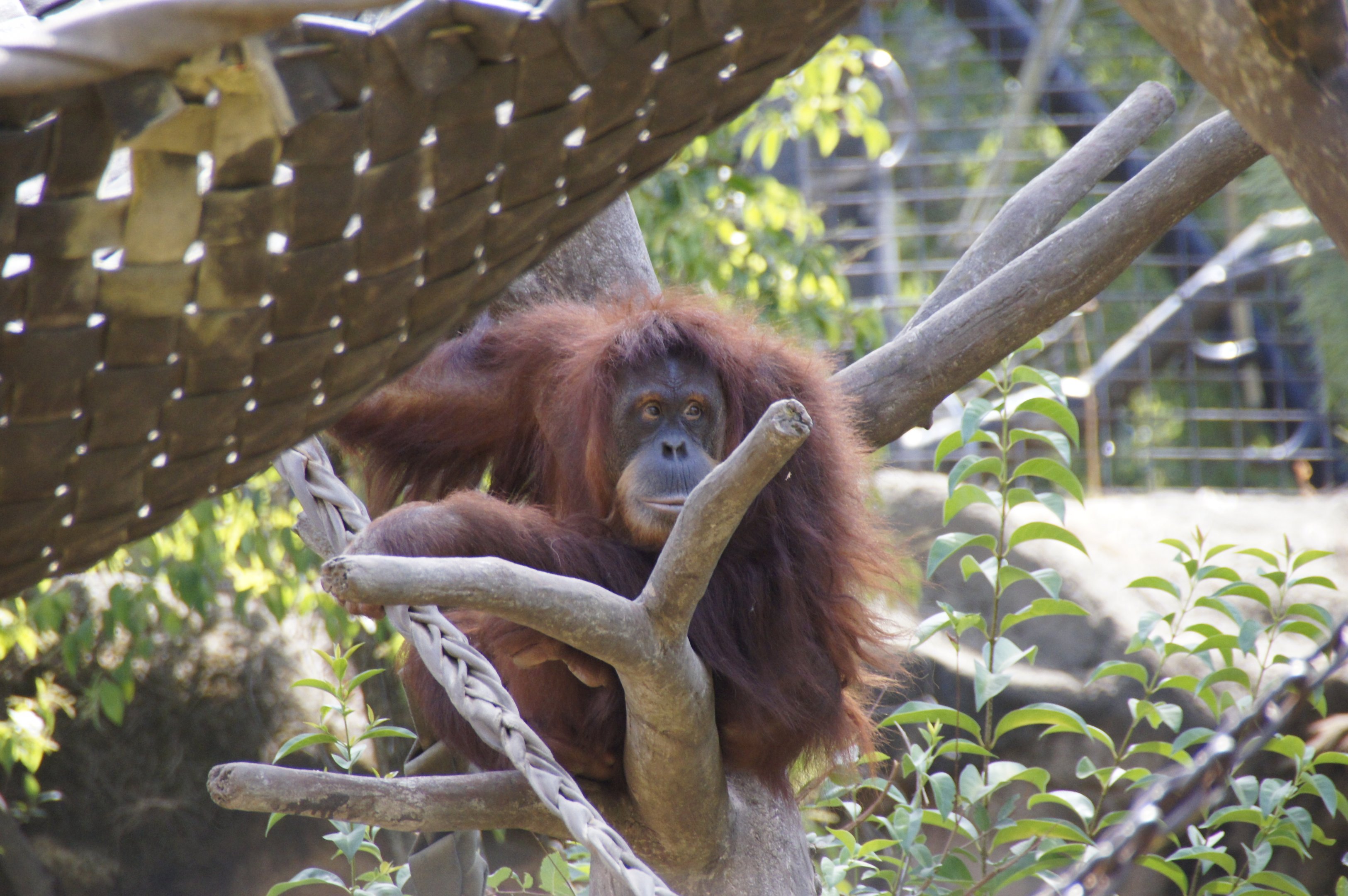 Sumatran Orangutan