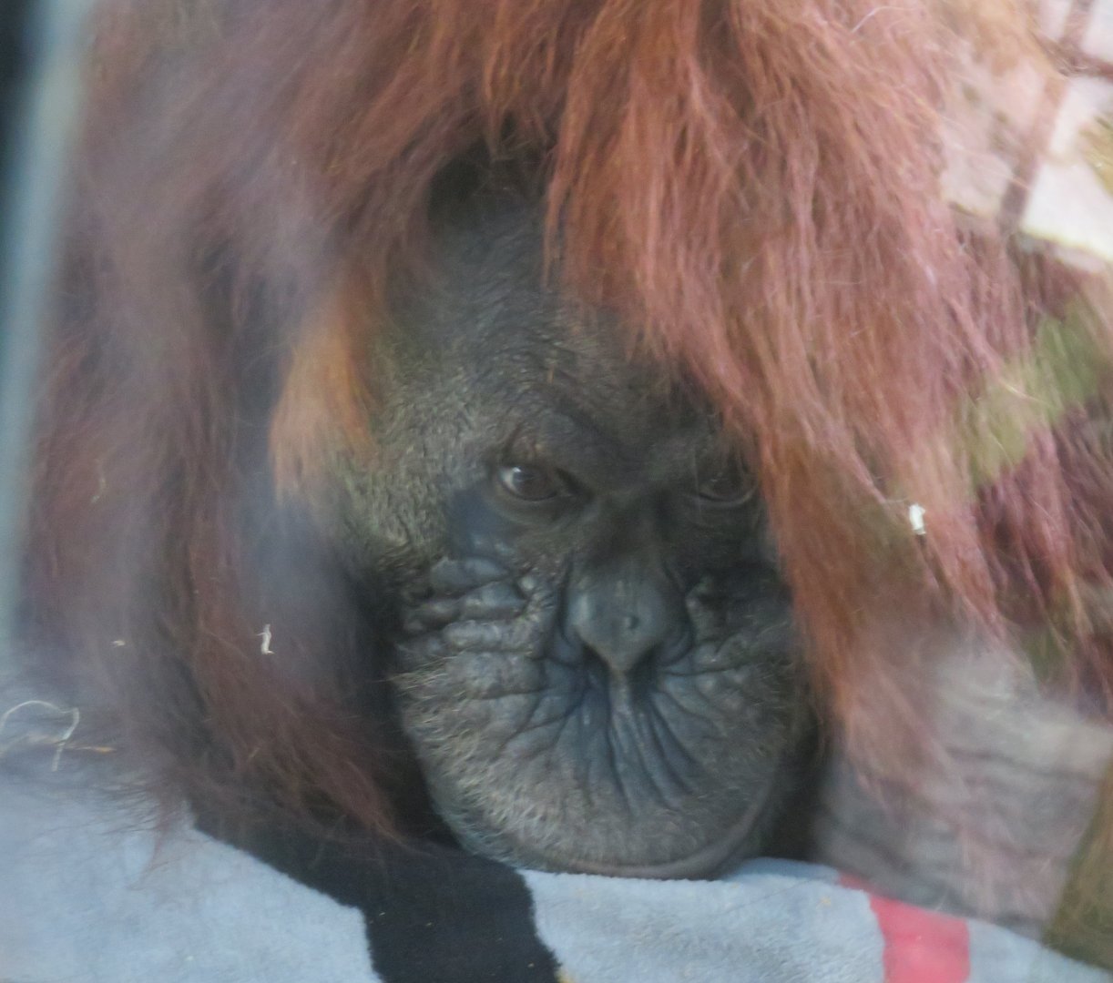 Sumatran orangutan