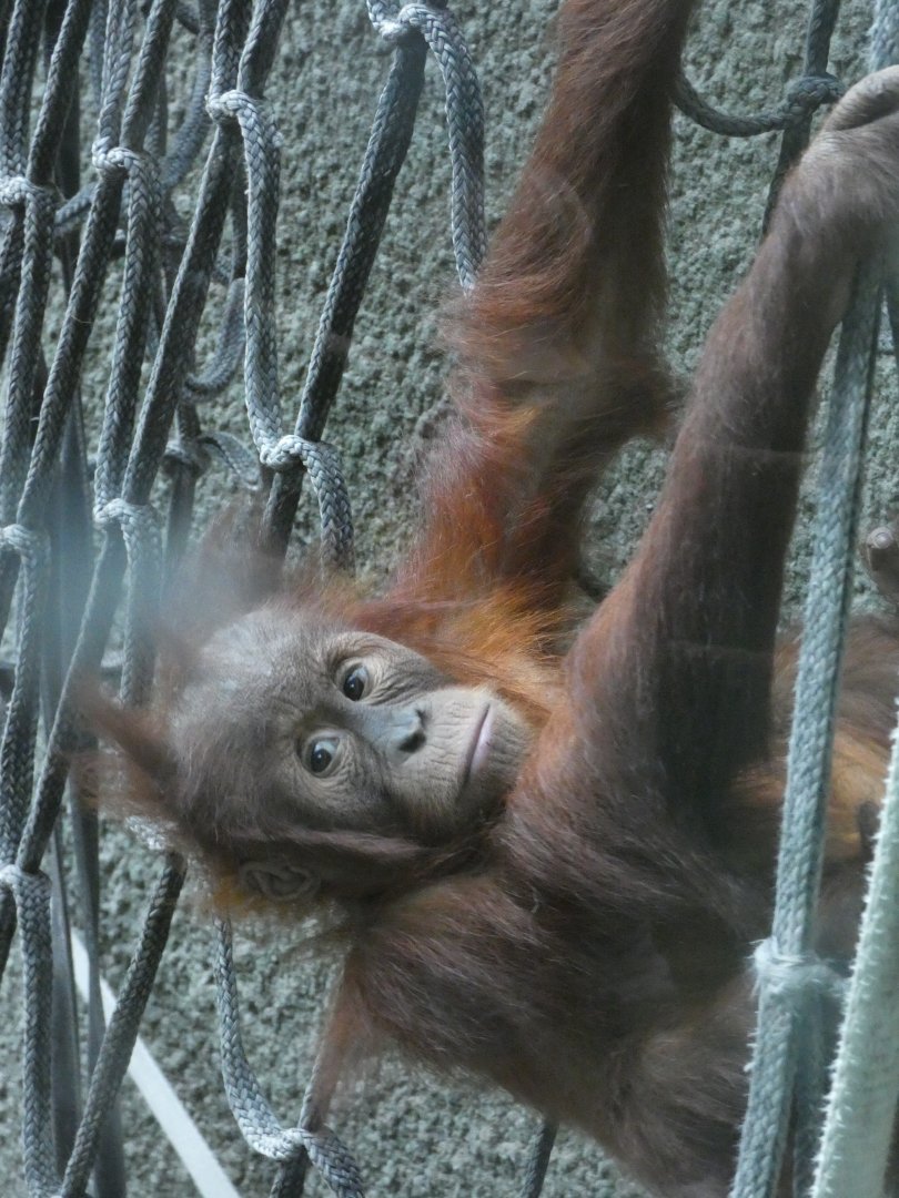 Sumatran Orangutan