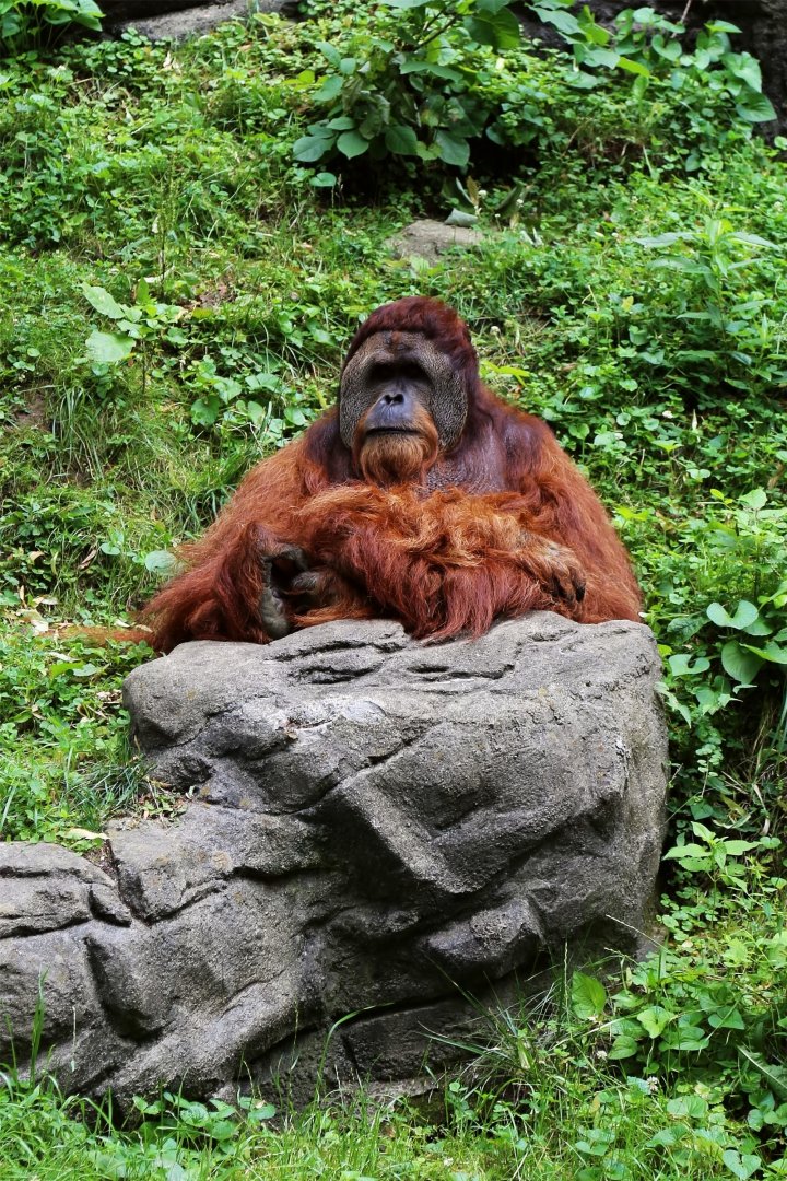Sumatran Orangutan