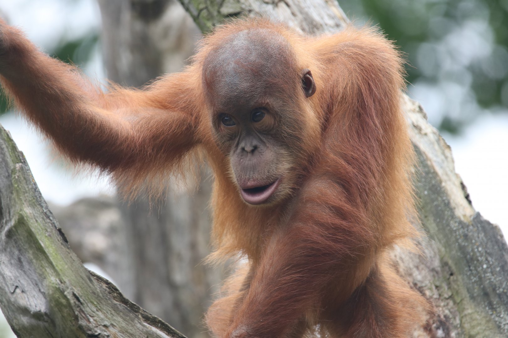 Sumatran orangutan