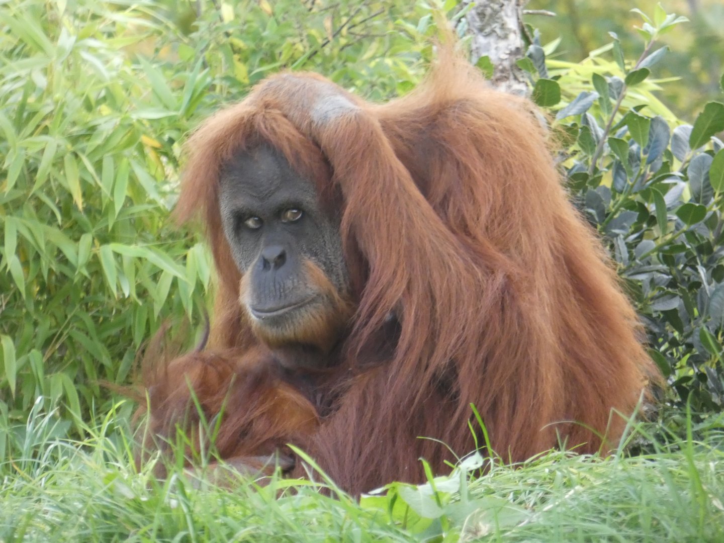 Sumatran Orangutan