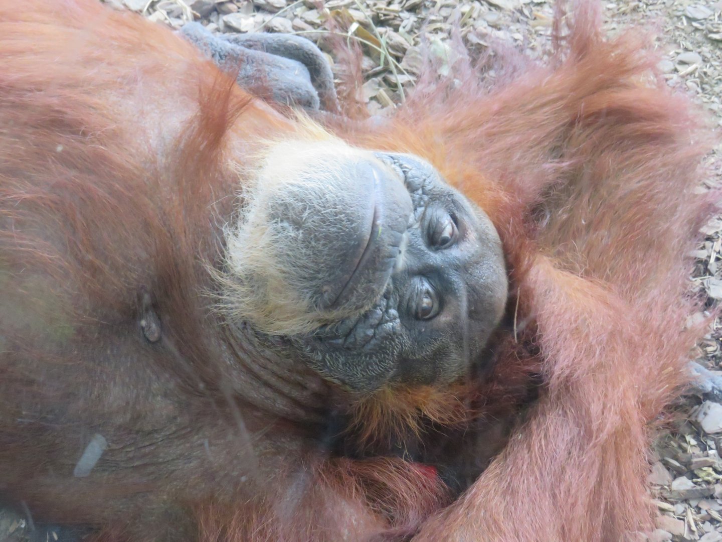 Sumatran orangutan