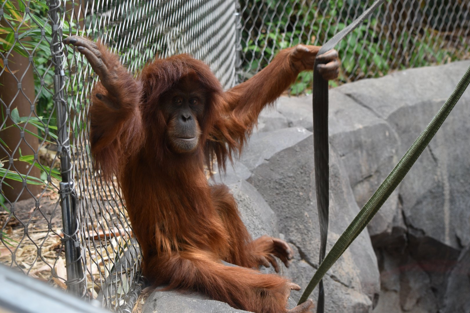 Sumatran orangutan